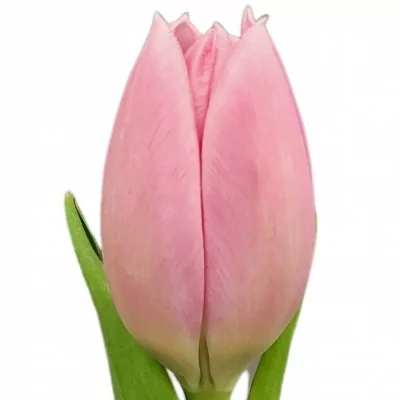 Tulipán EN BIG LOVE 39cm/42g