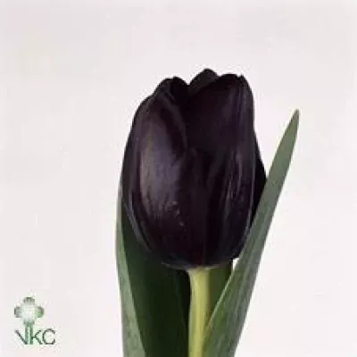 Tulipán EN BLACKJACK