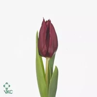 Tulipán EN BLOODY MARY 40cm/35g