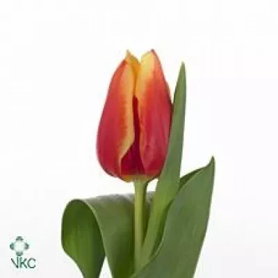 Tulipán EN BOLROYAL HAPPY 35cm/35g