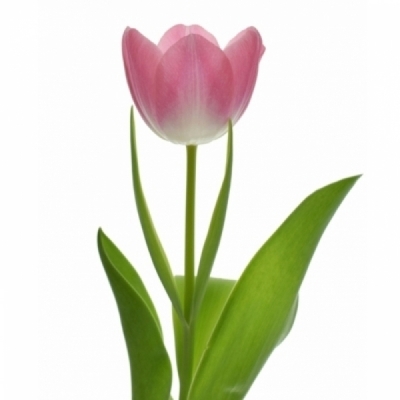 Tulipán EN BOLROYAL PINK 35 cm / 30 g