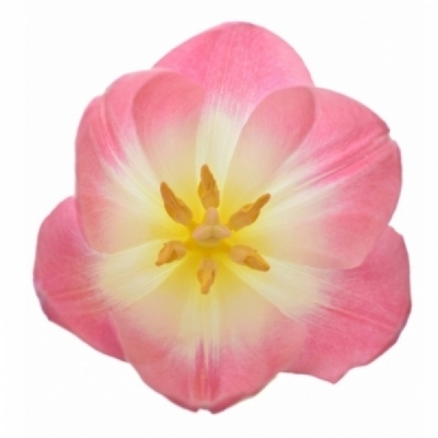 Tulipán EN BOLROYAL PINK 35 cm / 30 g