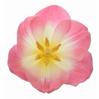 Tulipán EN BOLROYAL PINK