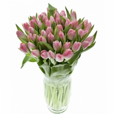 Tulipán EN BOLROYAL PINK 35 cm / 30 g