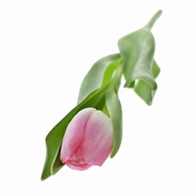 Tulipán EN BOLROYAL PINK 35 cm / 30 g