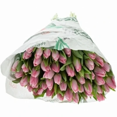 Tulipán EN BOLROYAL PINK