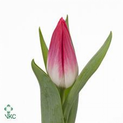 Tulipán EN BOLROYAL PINK 34cm/25g