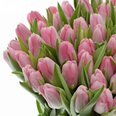 Tulipán EN BOLROYAL PINK 35 cm / 30 g