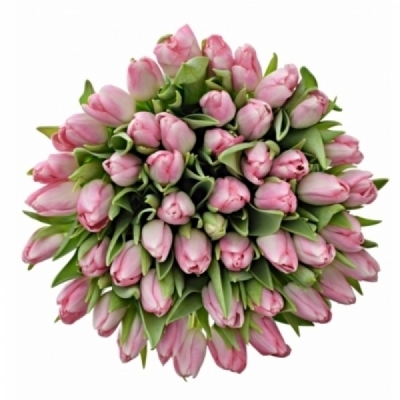 Tulipán EN BOLROYAL PINK 35 cm / 30 g
