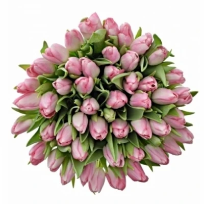 Tulipán EN BOLROYAL PINK