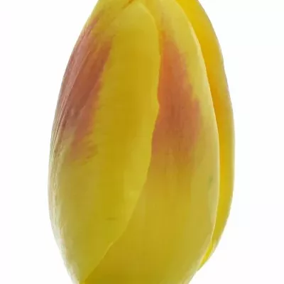 Tulipán EN BRIGITTA