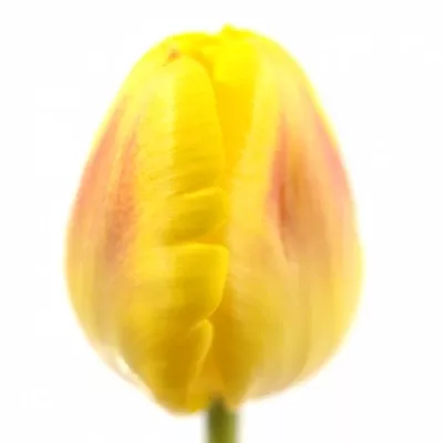 Tulipán EN BRIGITTA