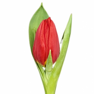 Tulipán EN BRILLIANT STAR s cibulkou