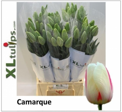Tulipán EN CAMARGUE 65cm/60g XL