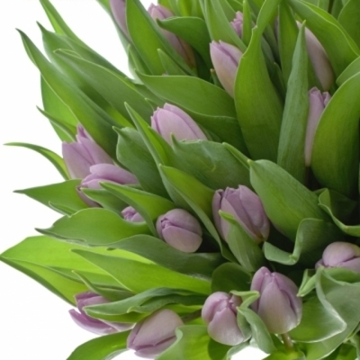 Tulipán EN CANDY PRINCE