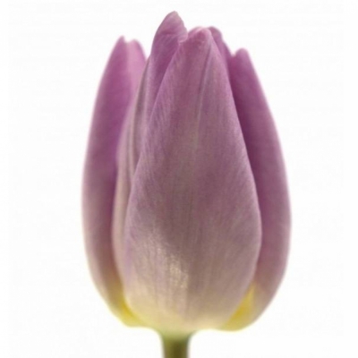 Tulipán EN CANDY PRINCE 35cm/30g