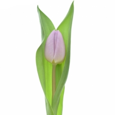 Tulipán EN CANDY PRINCE