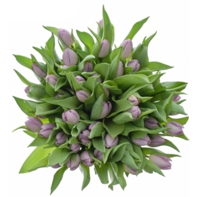 Tulipán EN CANDY PRINCE