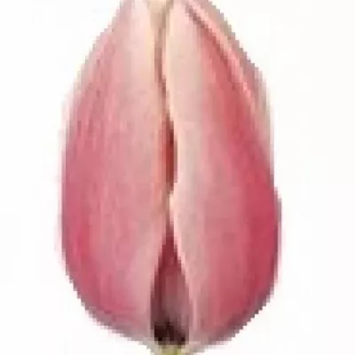 Tulipán EN CAPRI STRIPED 31cm/24g
