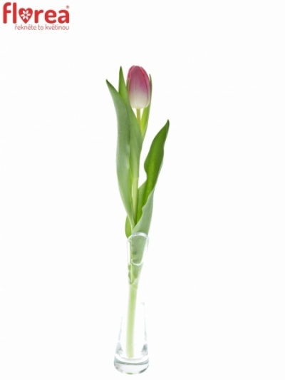 Tulipán EN CHANTELLE