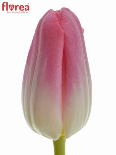 Tulipán EN CHANTELLE 43cm/38g