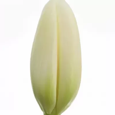 Tulipán EN CHANTILLY 45cm/55g