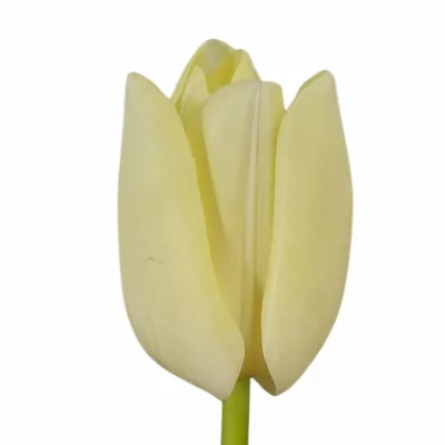 Tulipán EN CHEERS