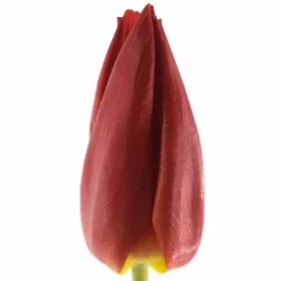 Tulipán EN CHEIROSA 35cm/22g