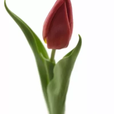 Tulipán EN CHEIROSA 