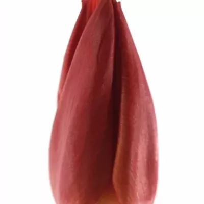 Tulipán EN CHEIROSA 