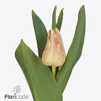 Tulipán EN CHICA DURA