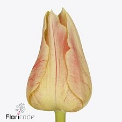 Tulipán EN CHICA DURA 38 cm / 48 g