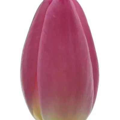 Tulipán EN CHRISTMAS DREAM 32cm/20g