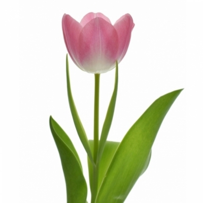 Tulipán EN CIRCUIT