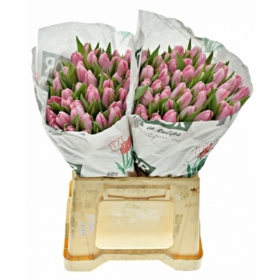 Tulipán EN CIRCUIT 40 cm / 40 g