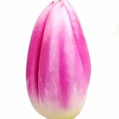 Tulipán EN CIRCUIT 34cm/38g
