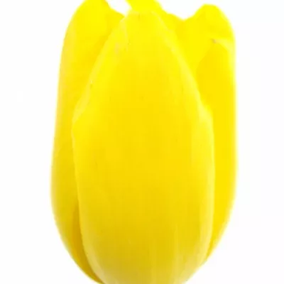 Tulipán EN CONCADOR 60cm/70g