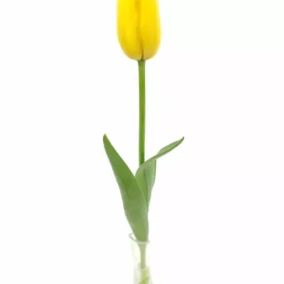 Tulipán EN CONCADOR 60cm/70g
