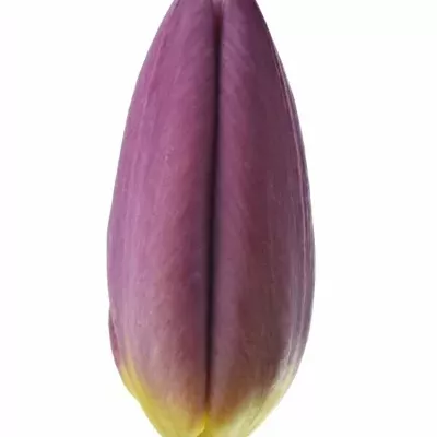 Tulipán EN COPEX