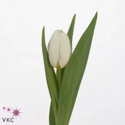 Tulipán EN COQUETTE 28cm/22g