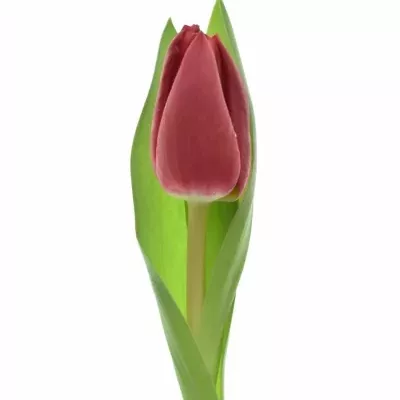 Tulipán EN CURRY 39cm/42g