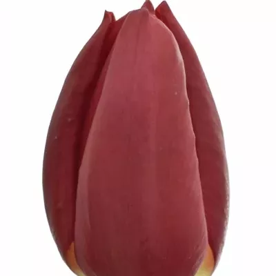 Tulipán EN CURRY 36cm/34g