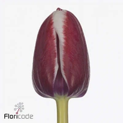 Tulipán EN DANGER ZONE 34cm/34g