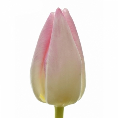 Tulipán EN DEBORAH 42cm/50g