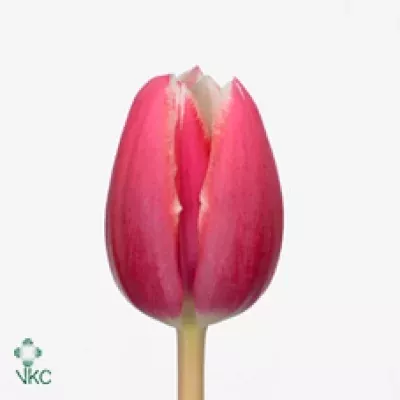 Tulipán EN DEBUTANTE 35cm/30g