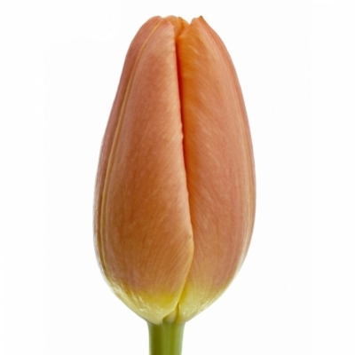 Tulipán EN DELTA STORM 38cm/35g