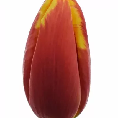 Tulipán EN DENMARK