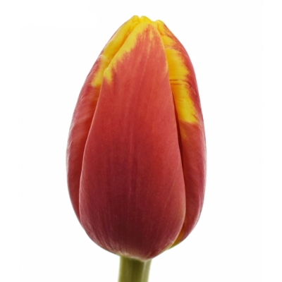 Tulipán EN DENMARK