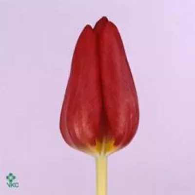 Tulipán EN DICK PASSCHIER