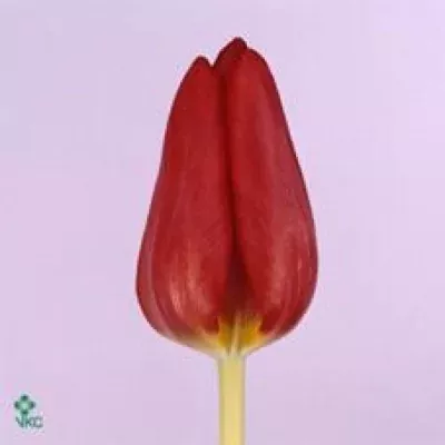 Tulipán EN DICK PASSCHIER 37cm/33g
